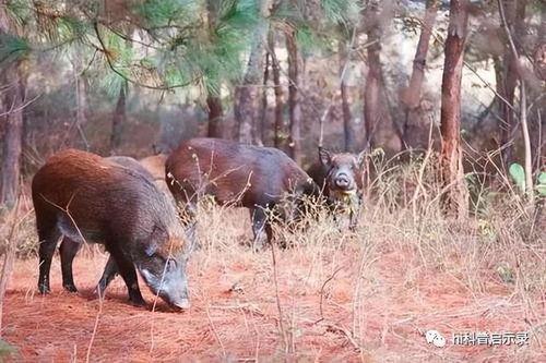 超级野猪最早爆料视频播放,揭秘神秘生物神秘面纱 第1张 超级野猪最早爆料视频播放,揭秘神秘生物神秘面纱 第1张
