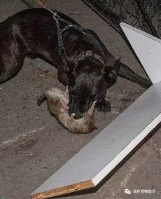 狗抓老鼠新闻爆料视频播放,罕见奇观引发网友热议,视频播放量飙升 第2张 狗抓老鼠新闻爆料视频播放,罕见奇观引发网友热议,视频播放量飙升 第2张